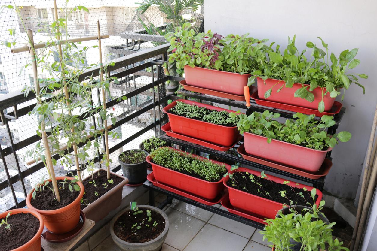 Urban Gardening Gemüse im Topf   hausinfo