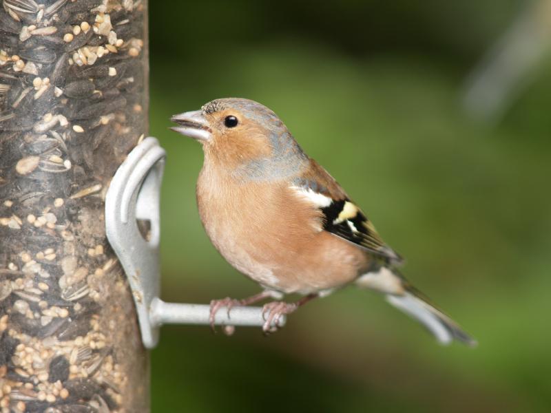 Nourrir les oiseaux en hiver : alimentation 