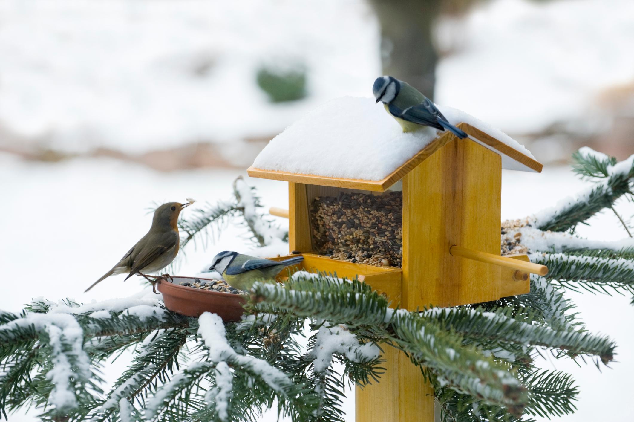  Vögel füttern im Winter