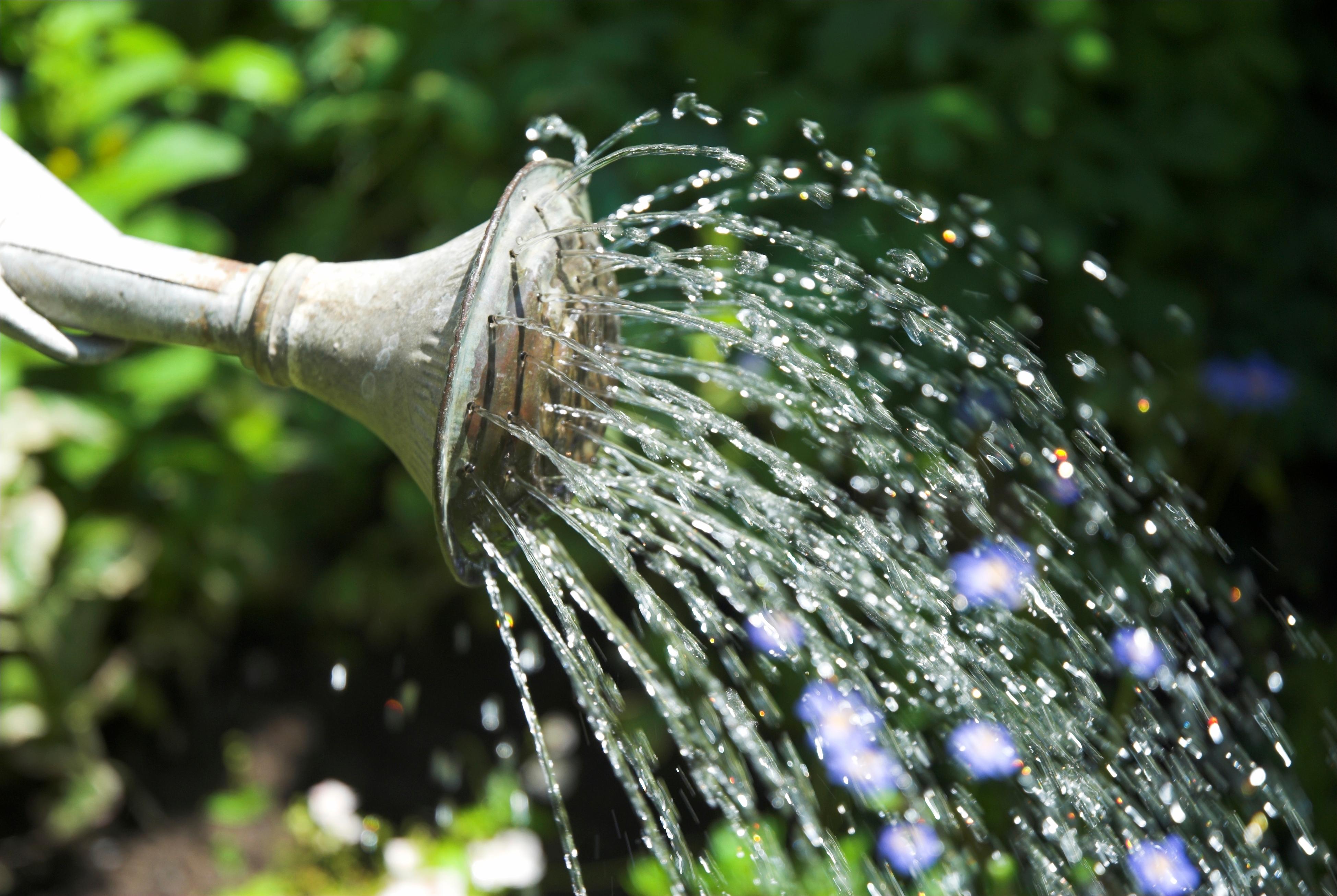  Wer im Garten Wasser sparen will, achtet auf das richtige Giessen.