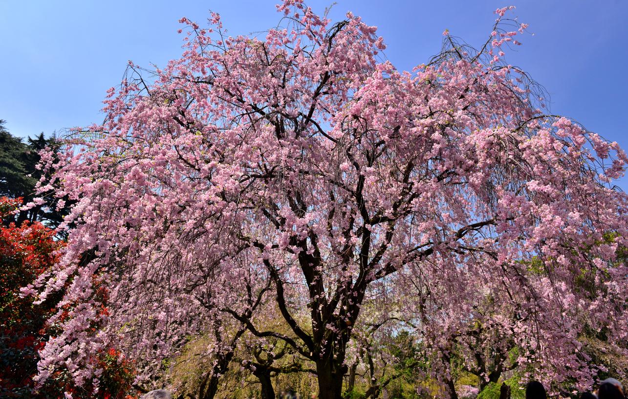  Im Mai bezaubert die japanische Nelkenkirsche mit ihren rosafarbenen gefüllten Blüten. 