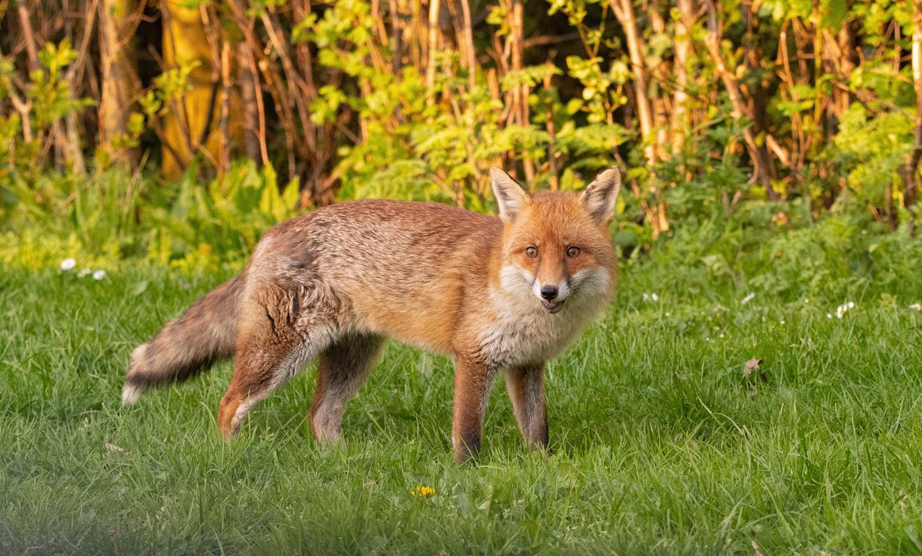 Wildschaden im Garten kann durch einen Fuchs entstehen