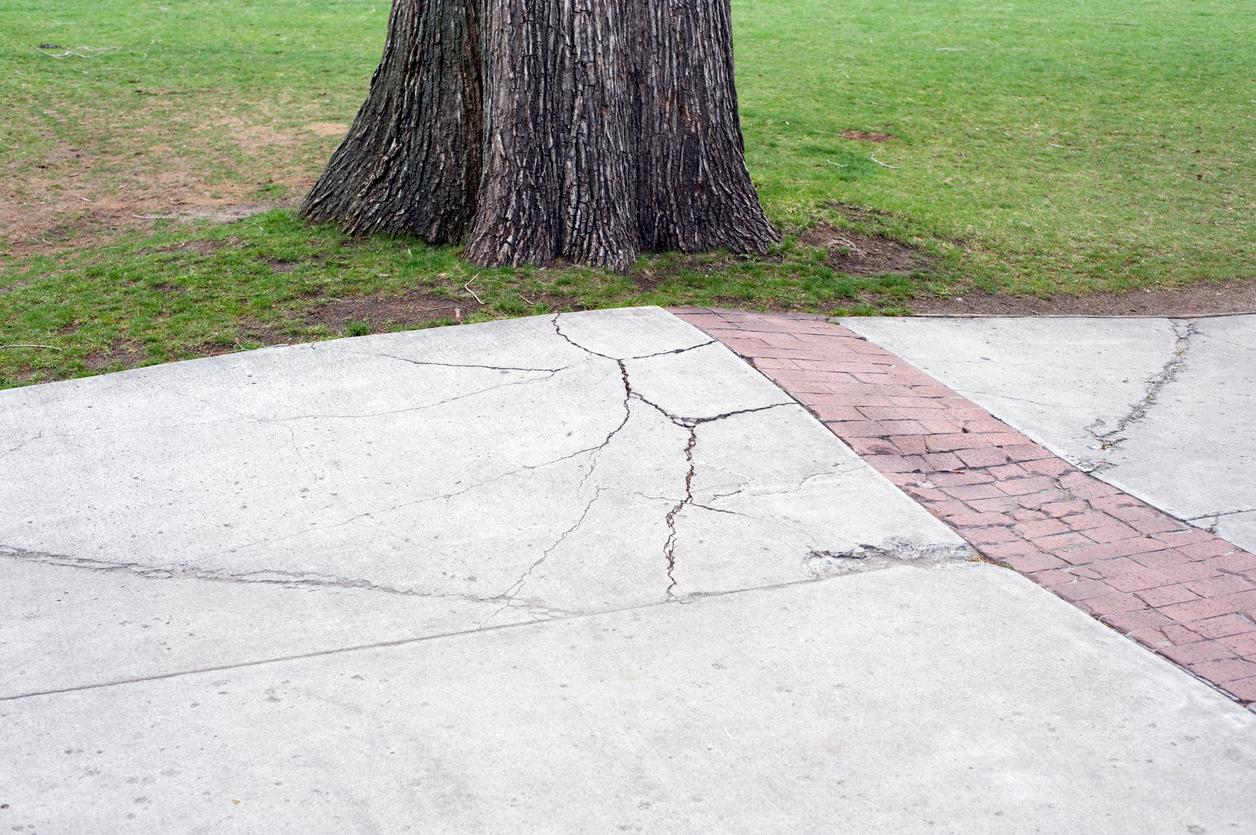Les arbres, à cause de leurs racines, peuvent causer des dégâts
