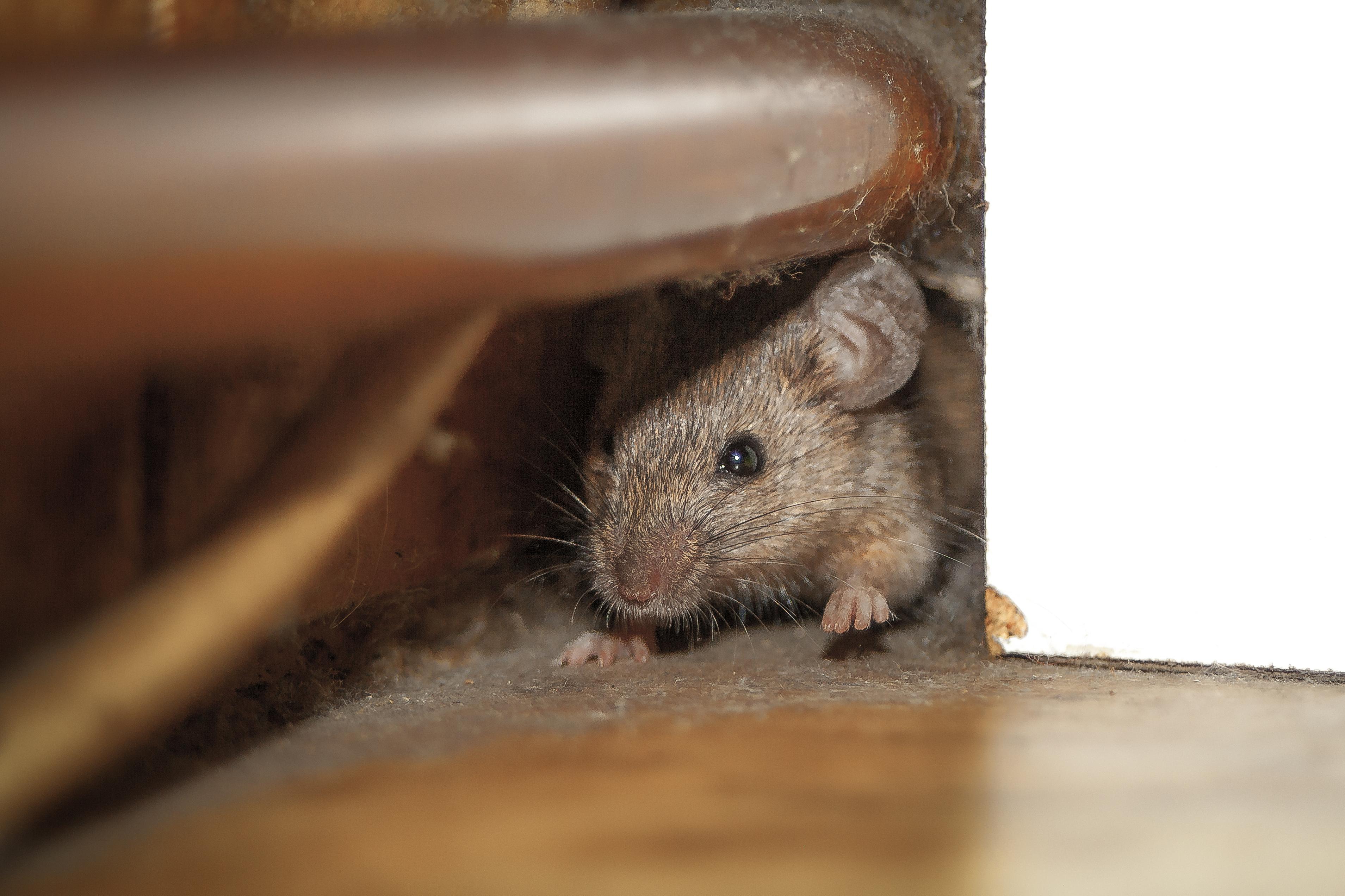  Da Mäuse nachtaktiv und scheu sind, bekommen wir sie nur selten zu sehen.