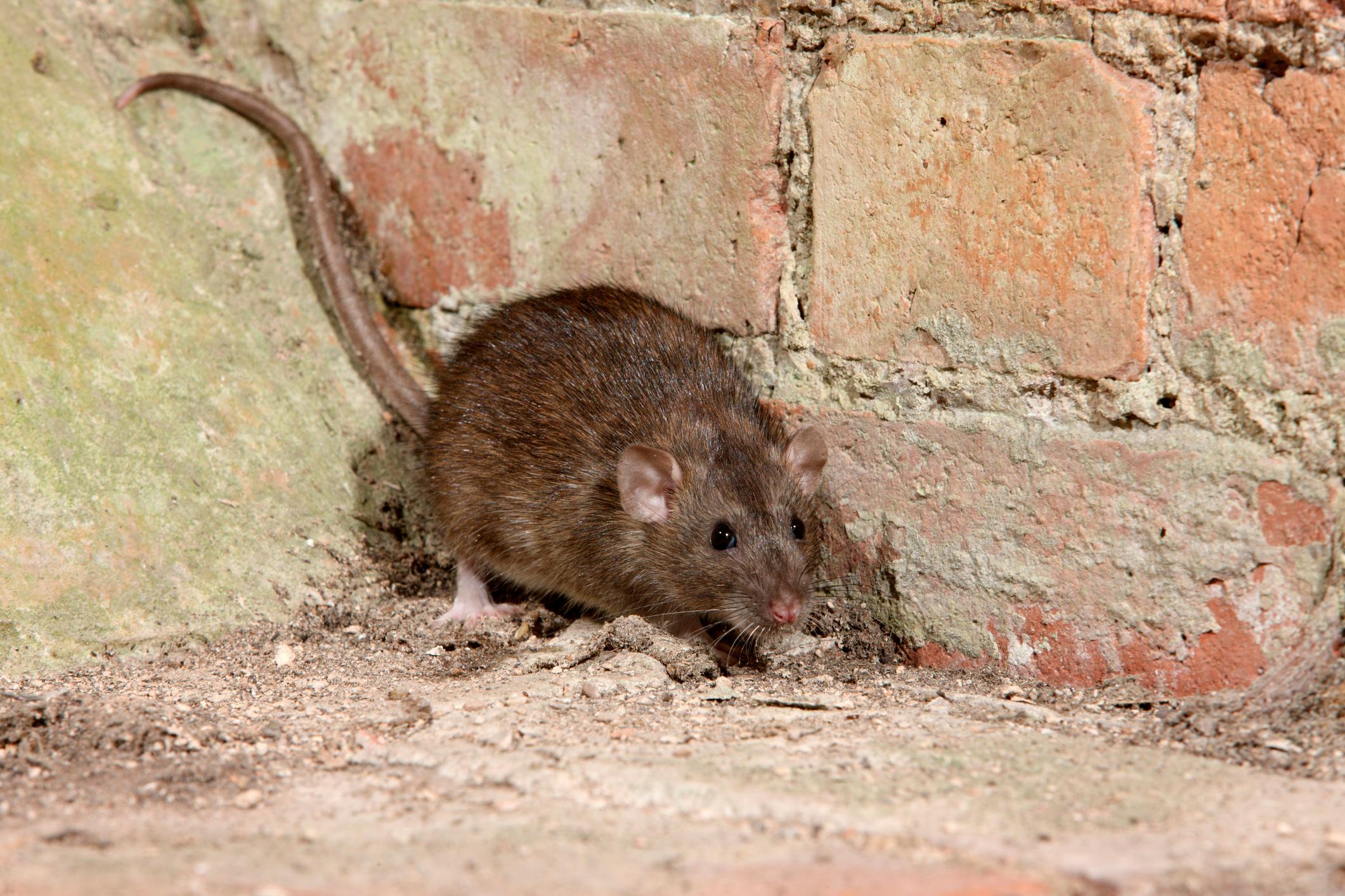 Protéger sa maison face aux rats qui s'en prennent aux aliments 