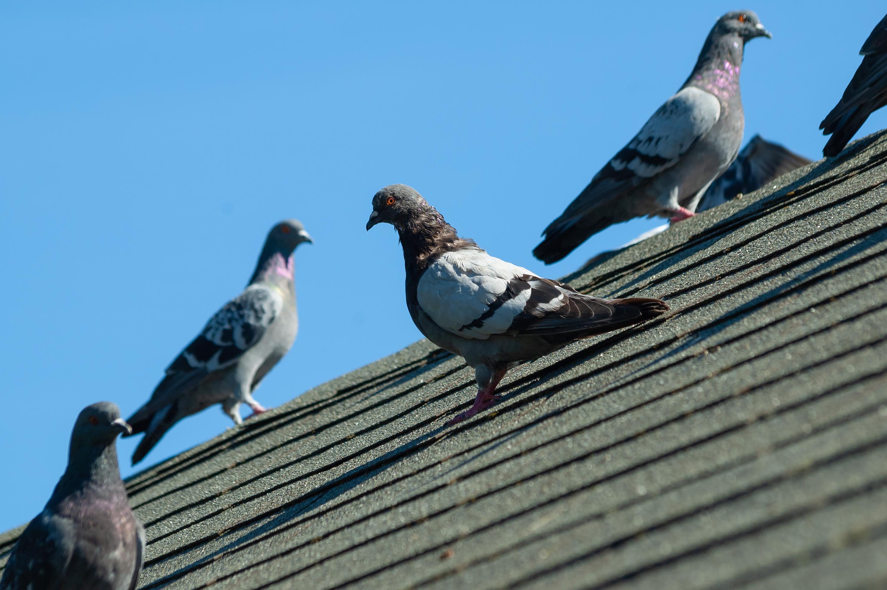 Les pigeons envahissent les parcs, les bords des lacs et la ville toute entière