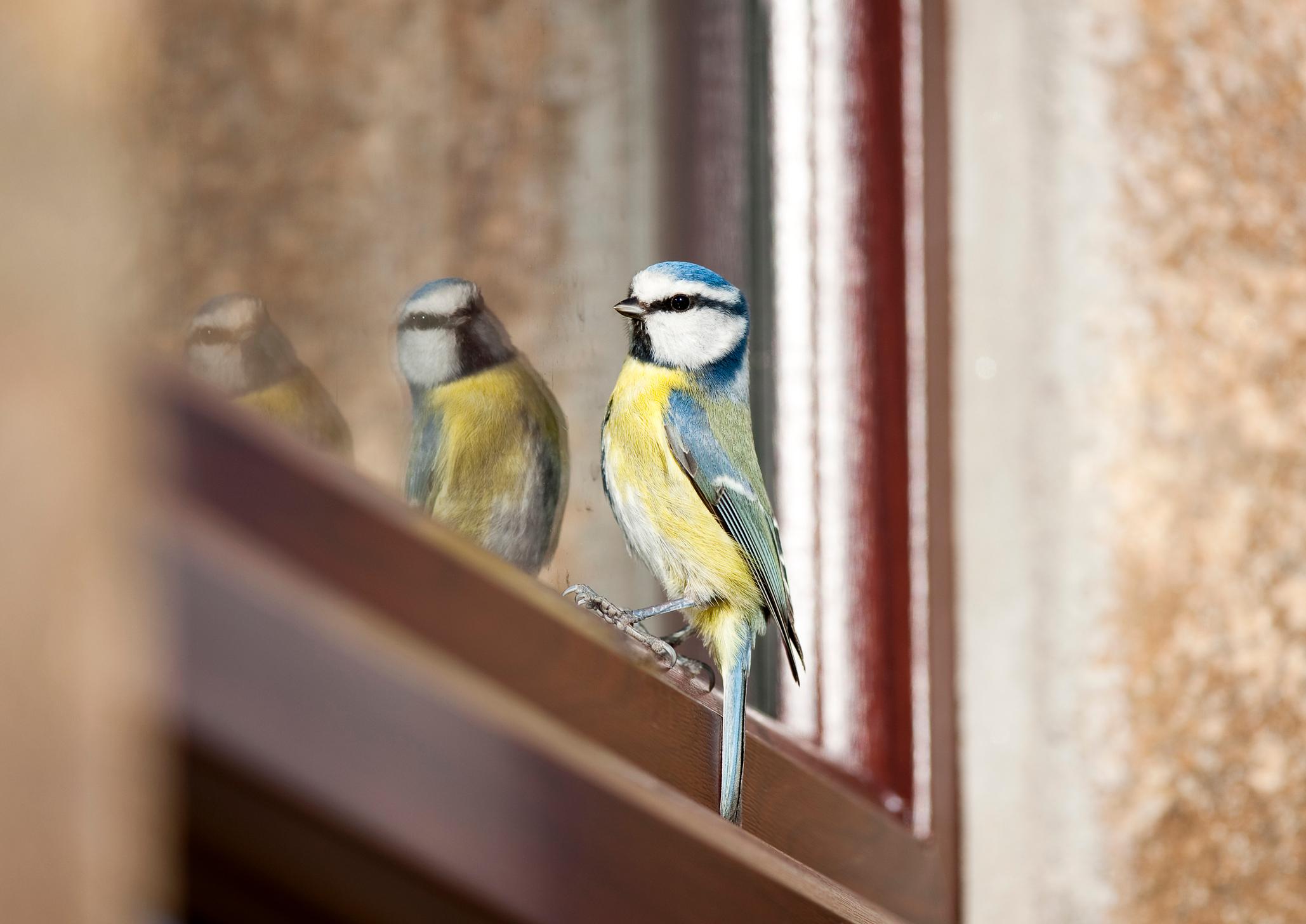  Ein grosses Problem für die Vögel sind die Glasflächen an Wohn- und Geschäftsbauten