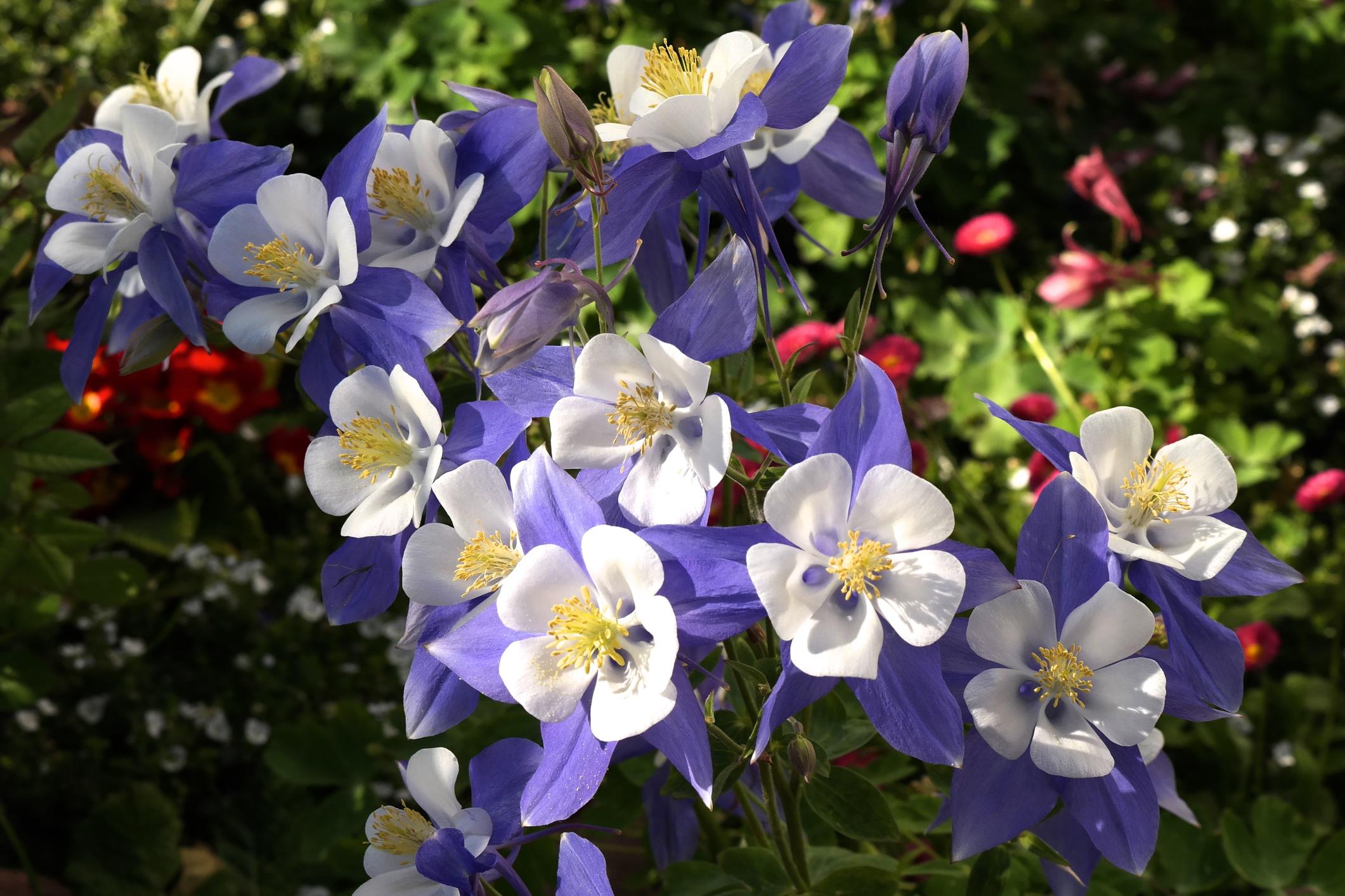 Ancolie bleue à fleurs précoces (Aquilegia caerulea)