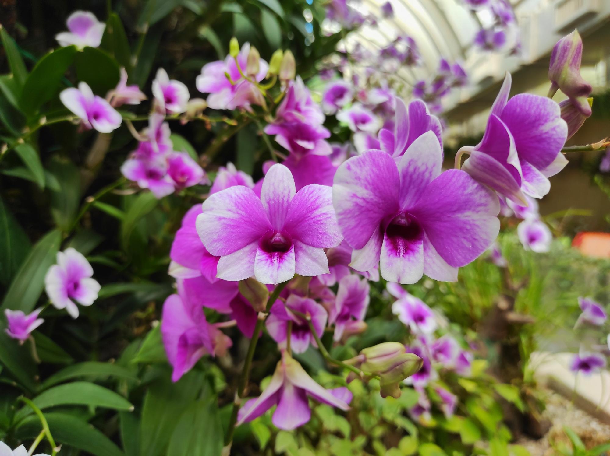 orchidée Cooktown (Dendrobium bigibbum)