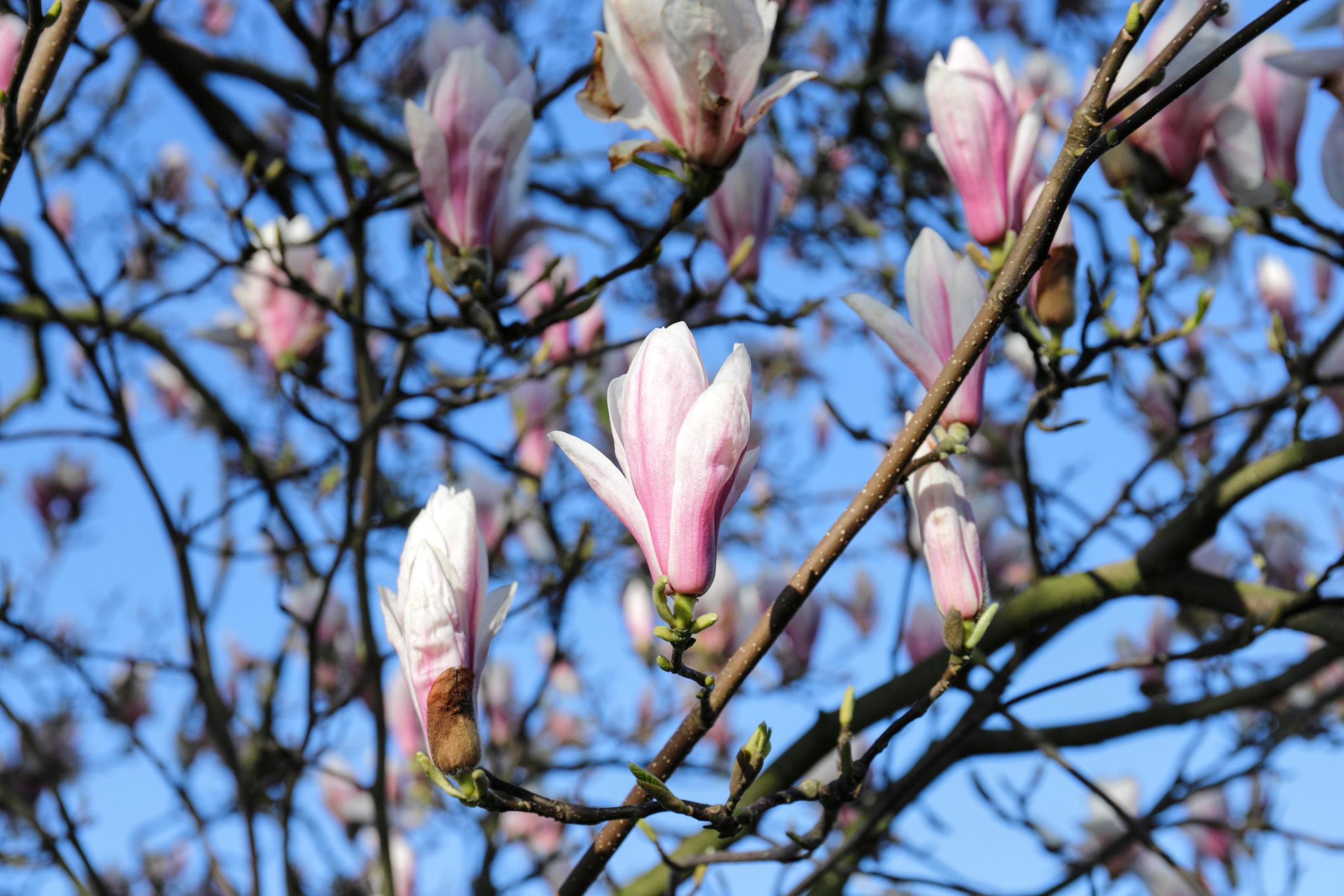Tulpen-Magnolie (Magnolia x soulangeana)