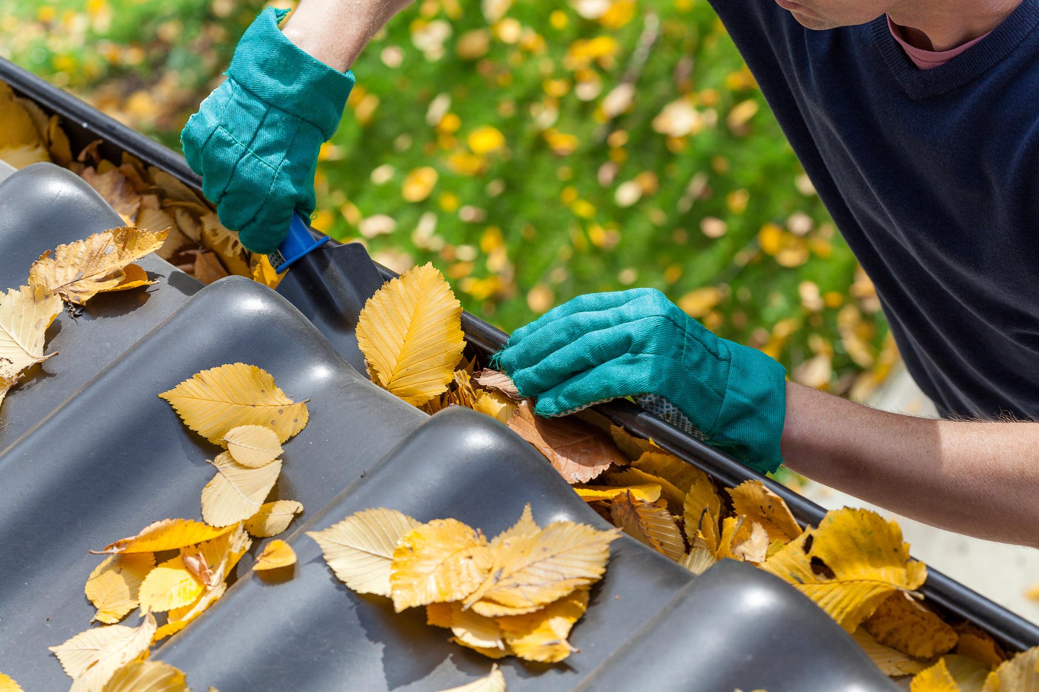 Les propriétaires de maison doivent régulièrement débarrasser les gouttières des feuilles, des aiguilles et de la saleté. 