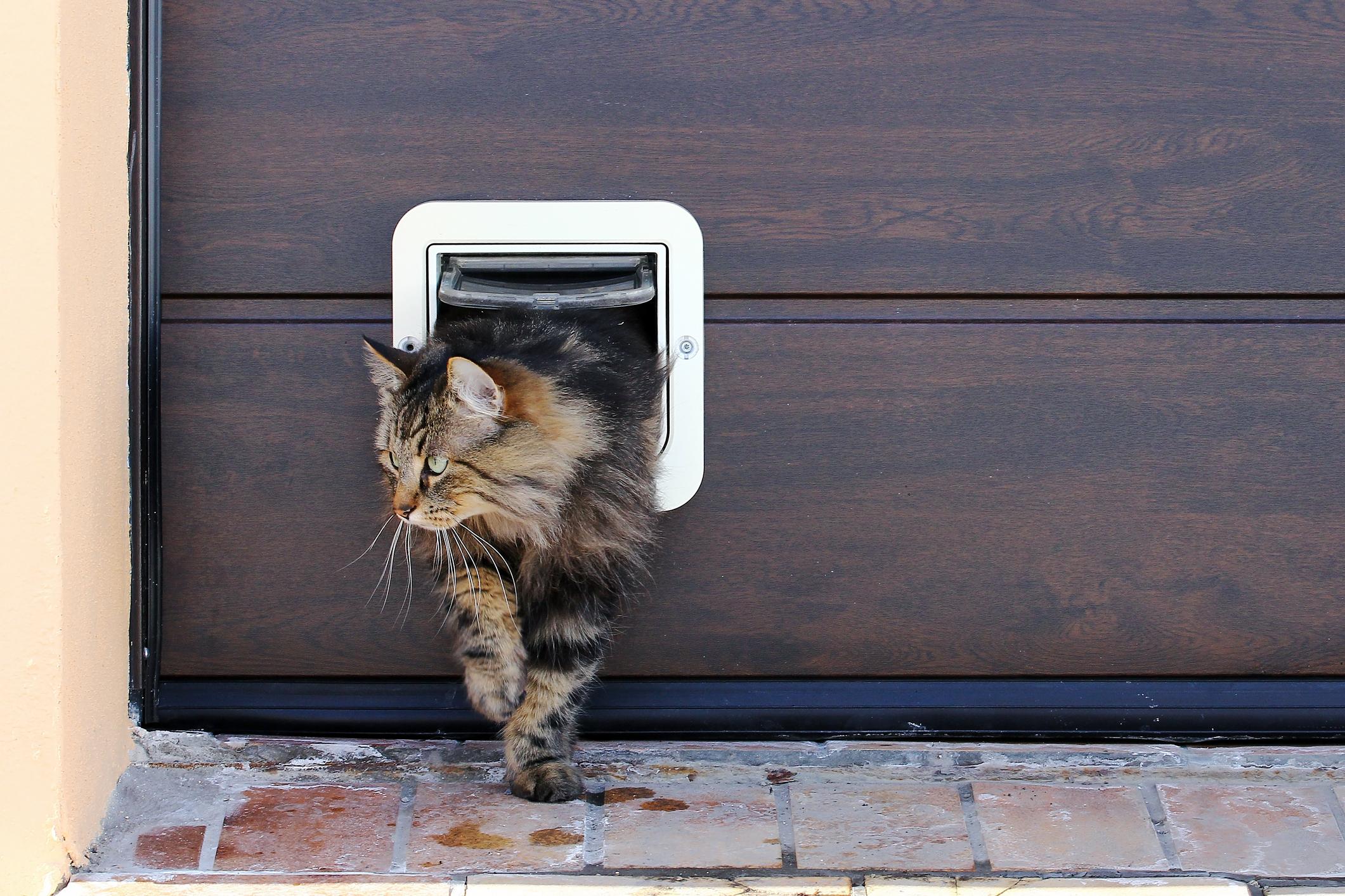 DIY Katzenklappe: damit sich die Katze autonom bewegen kann