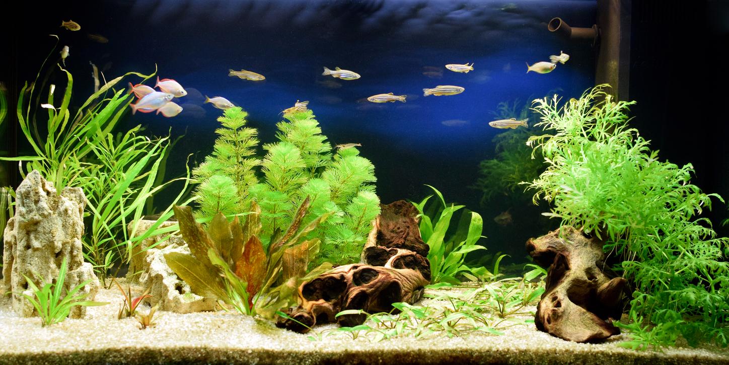  Tipps für Fische im Aquarium