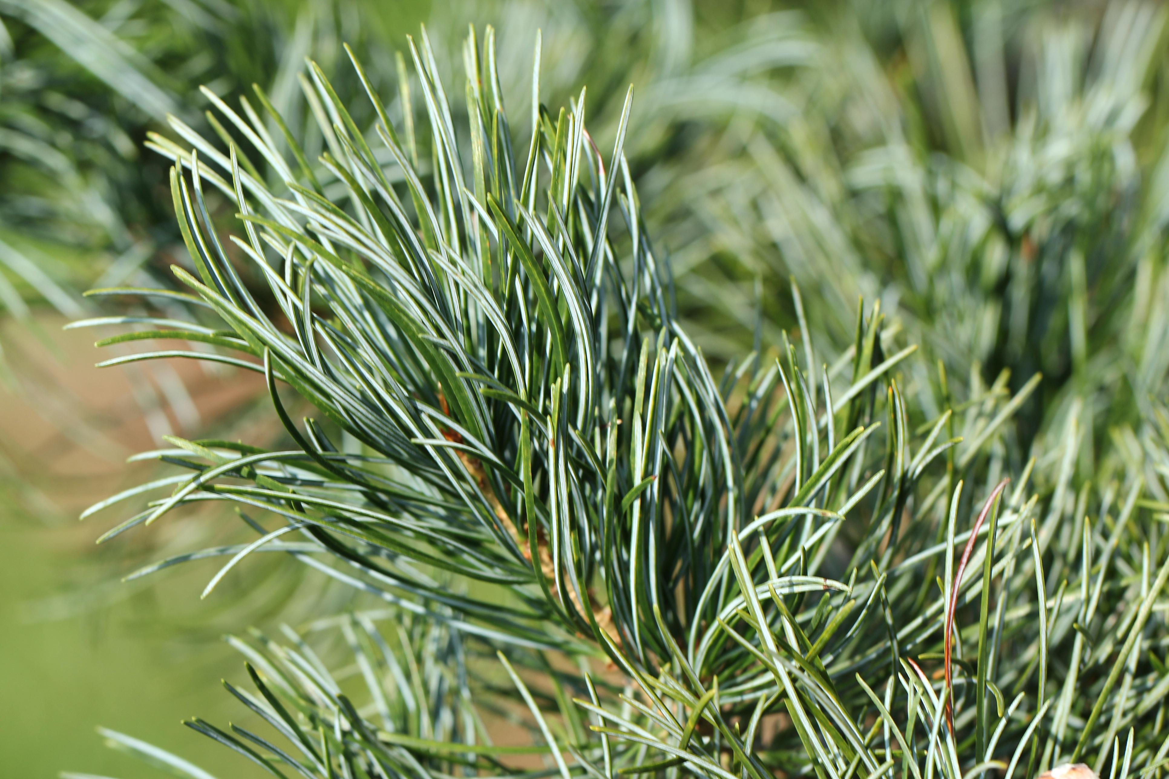 Pinus parviflora «Fuku-zu-mi»