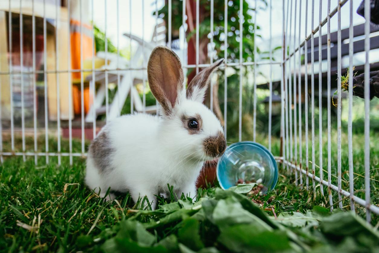 Draussen und in grossem Gehäge fühlen sich Kaninchen am wohlsten 