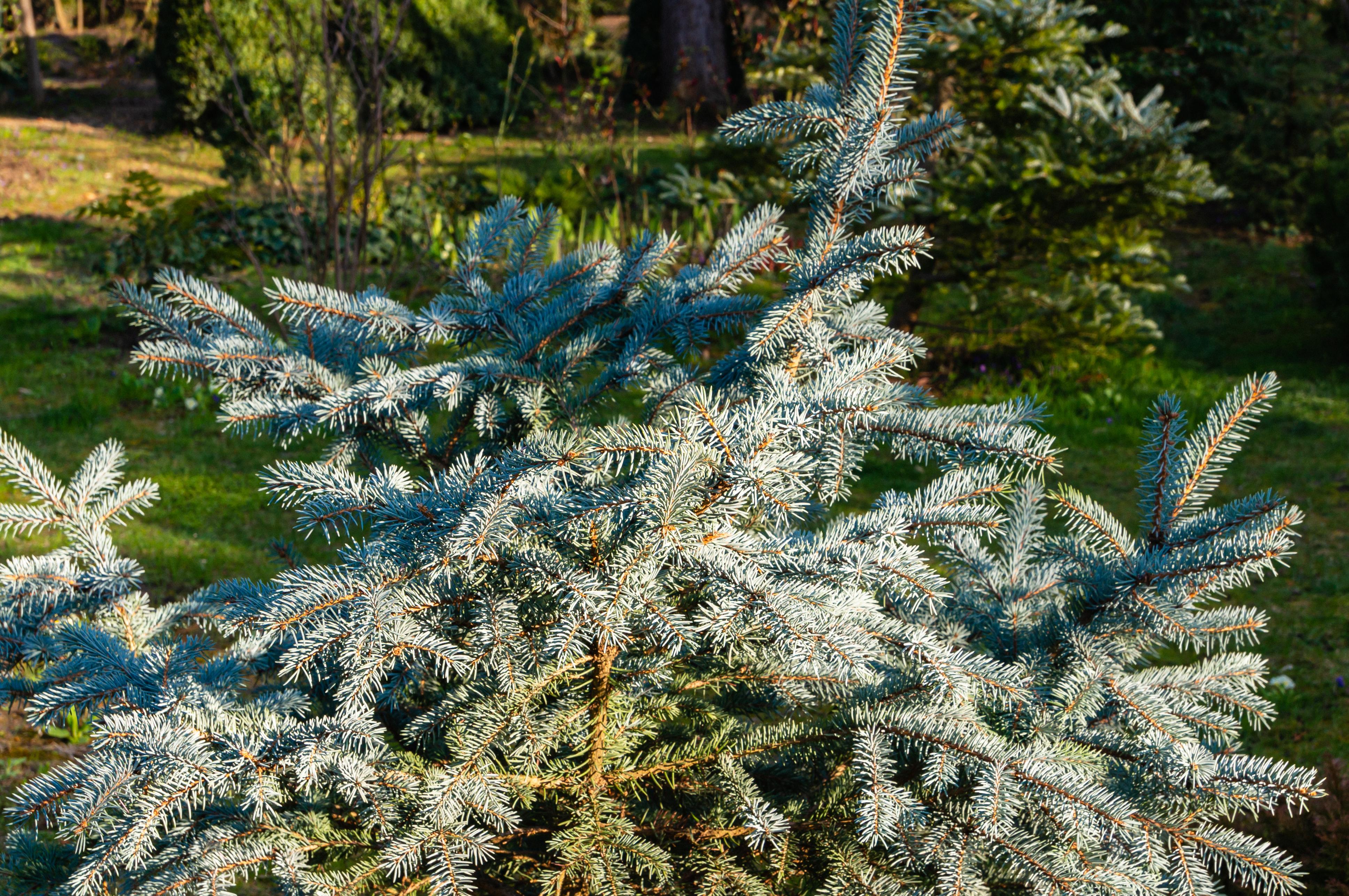 Picea pungens «Lucky Strike»