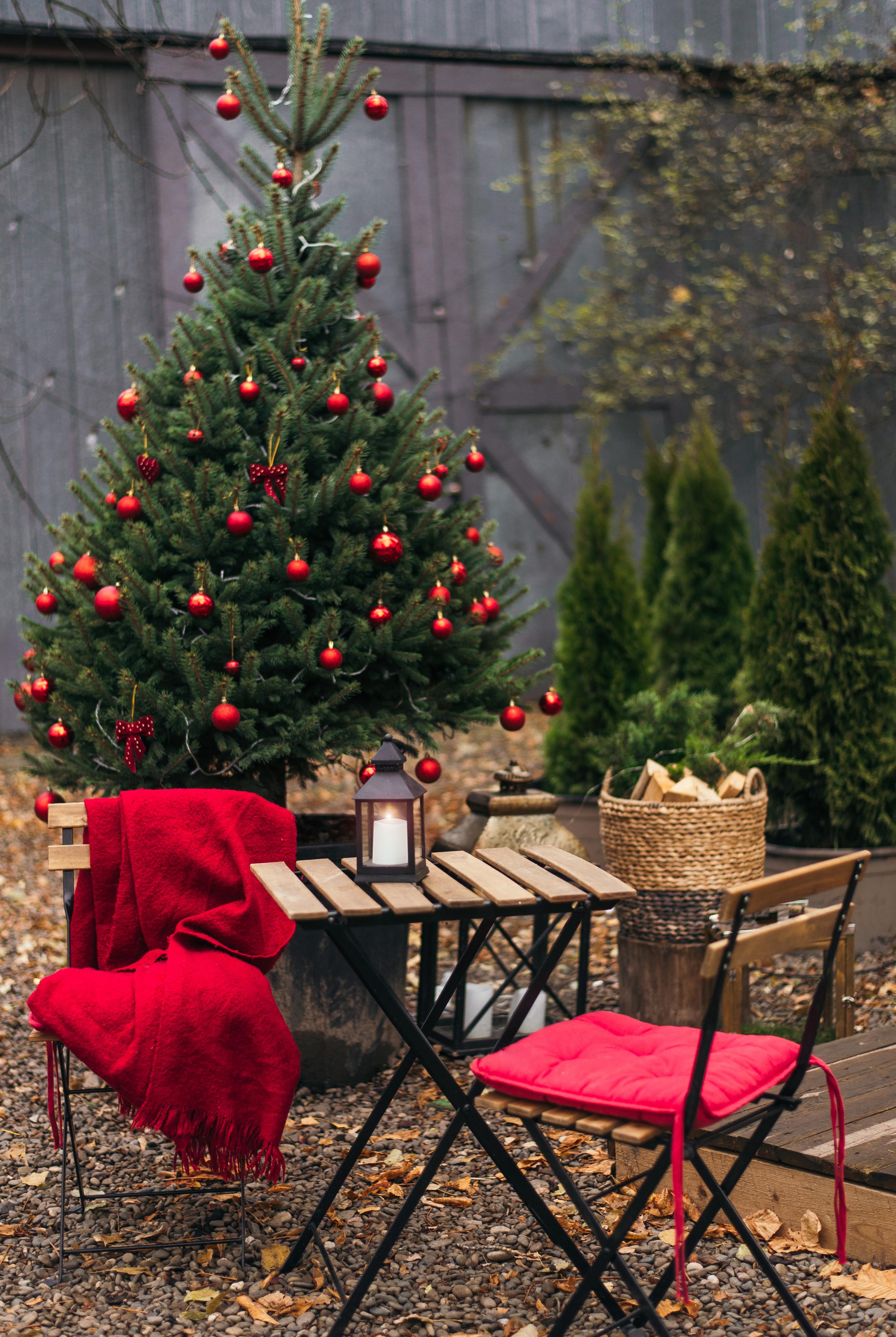 Nachhaltige Weihnachten: Tannenbaum im Topf