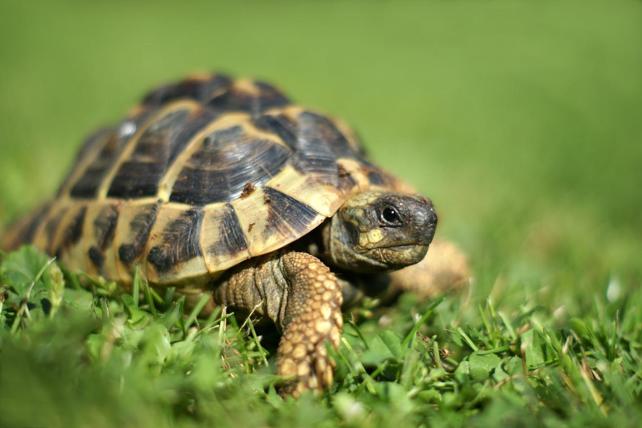 Die Schiltkröte geniesst den Auslauf auf frischem Gras