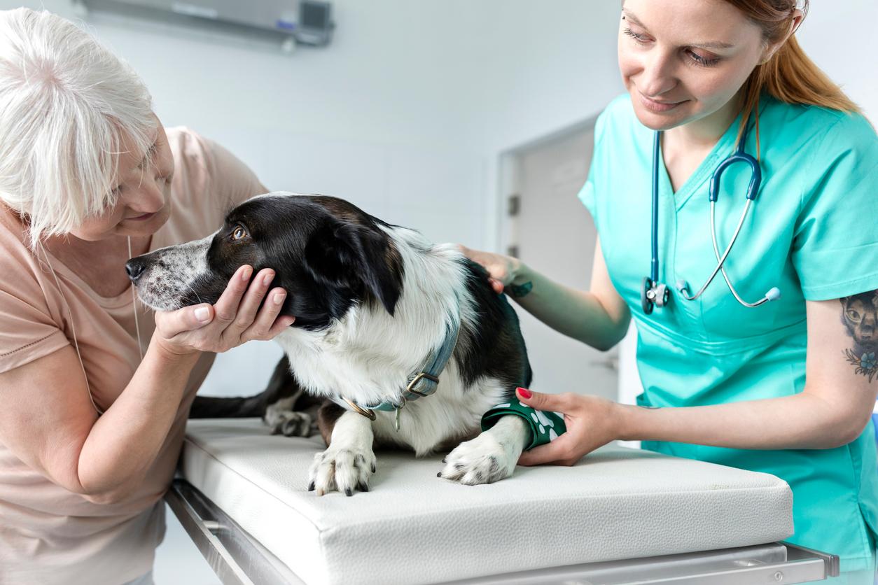 Der regelmässige Besuch beim Tierarzt ist teuer, eine Tierversicherung lohnt sich in jedem Falle